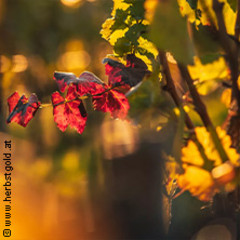 Herbstgold - Festival in Eisenstadt